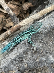 Urosaurus clarionensis