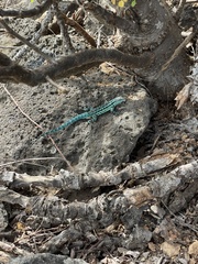 Urosaurus clarionensis