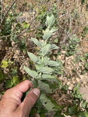 Brickellia peninsularis