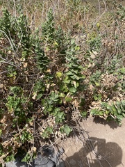 Brickellia peninsularis