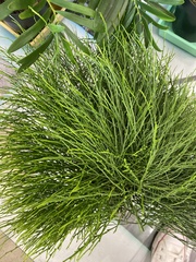 Psilotum