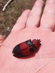 Coraliomela aeneoplagiata