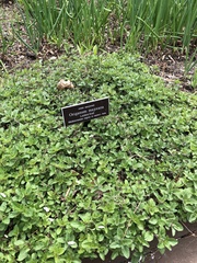 Origanum majorana