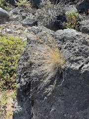 Aristida tenuifolia