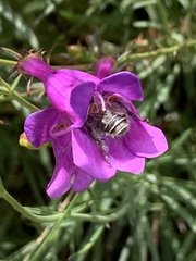 Diadasia bituberculata