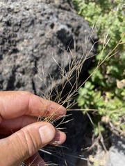 Aristida tenuifolia