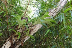 Clowesia russelliana