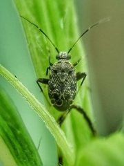 Charagochilus