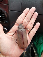 Mecosarthron buphagus