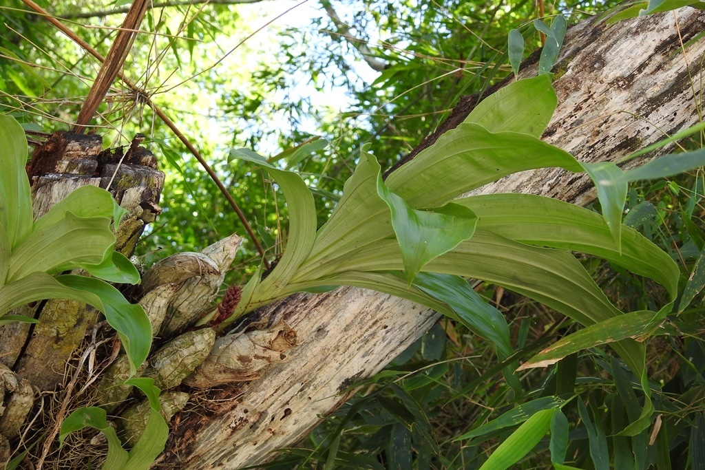 Clowesia russelliana (Hook.) Dodson 2