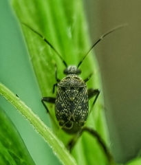 Charagochilus