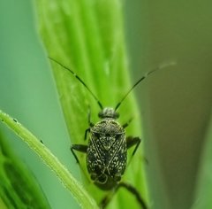 Charagochilus