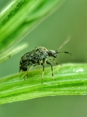 Charagochilus