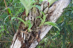 Clowesia russelliana