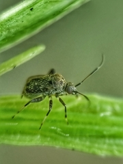 Charagochilus