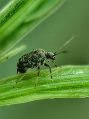 Charagochilus