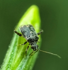 Charagochilus