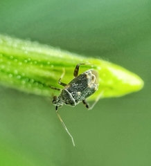 Charagochilus