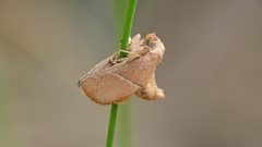 Apoda rectilinea