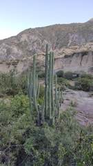Trichocereus bridgesii