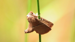 Apoda rectilinea