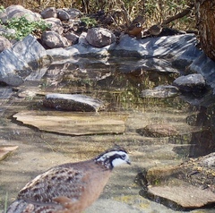 Colinus virginianus floridanus