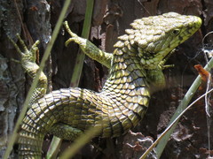 Abronia oaxacae