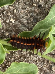 Battus philenor insularis