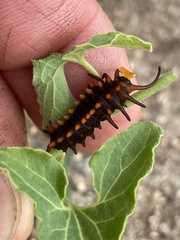 Battus philenor insularis
