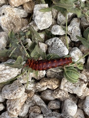 Battus philenor insularis