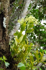 Epidendrum chlorocorymbos