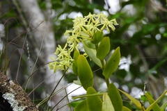 Epidendrum chlorocorymbos