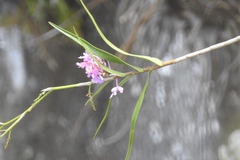 Epidendrum myrianthum