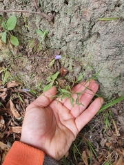 Wahlenbergia violacea