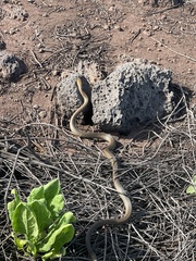 Masticophis anthonyi