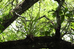 Isochilus carnosiflorus