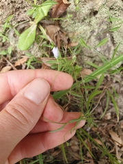 Wahlenbergia violacea