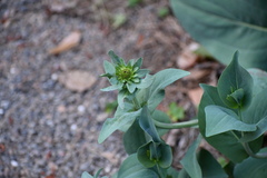 Rudbeckia maxima