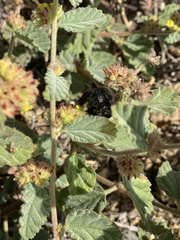 Xylocopa clarionensis