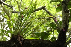 Isochilus carnosiflorus