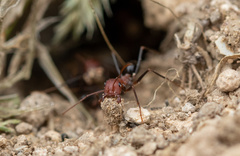 Cataglyphis nodus