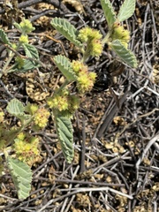 Xylocopa clarionensis