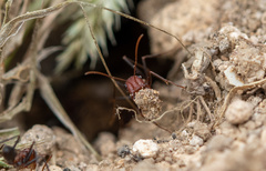 Cataglyphis nodus