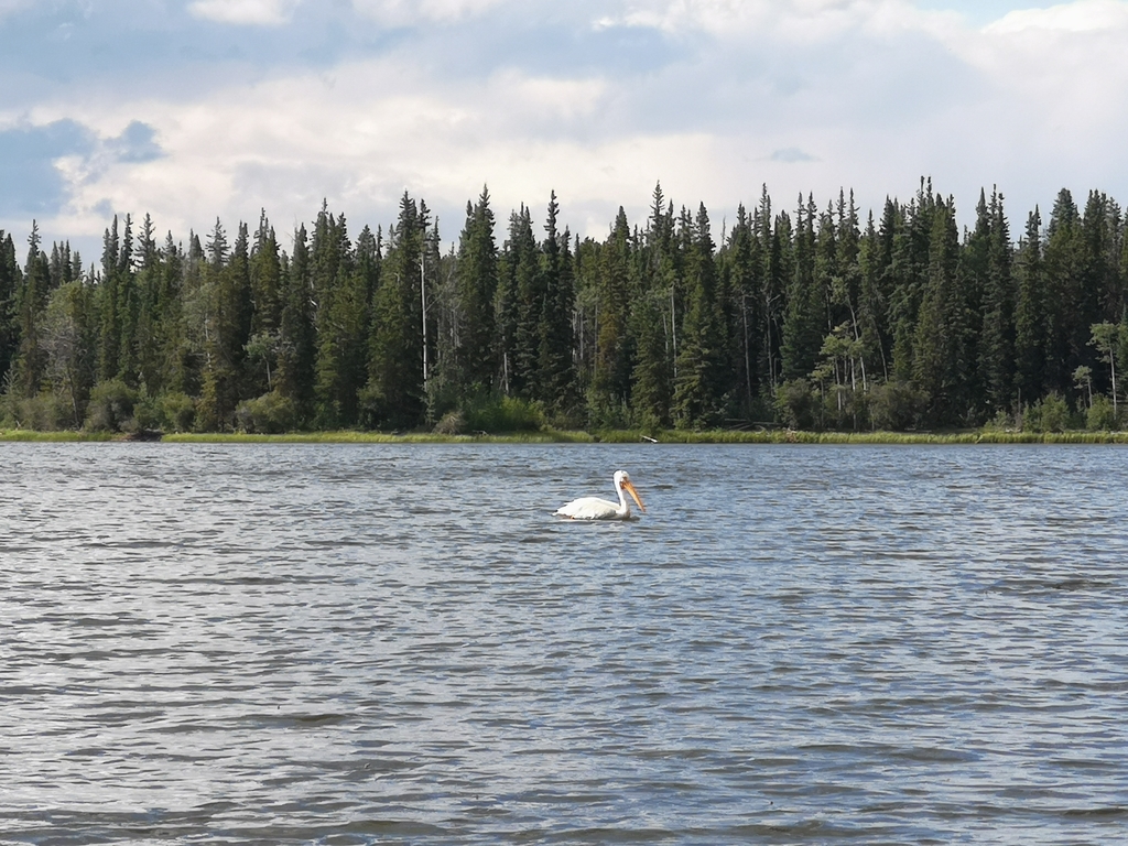 American White Pelican from Anahim Lake on July 20, 2021 at 0520 PM by