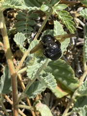 Xylocopa clarionensis