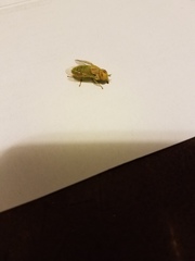 Chlorotabanus crepuscularis