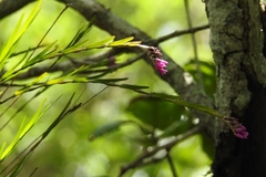 Isochilus carnosiflorus