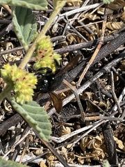 Xylocopa clarionensis