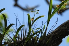 Prosthechea ochracea