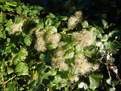 Clematis vitalba